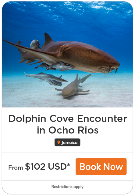 dolphin cove